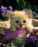 triste!!  comme Mamiemyope.